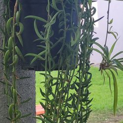 Hanging  Dolphin Plants
