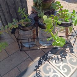 $15 Propagation Jars in Chicken Wire Carrier Elephant Plant Succulent Starters.