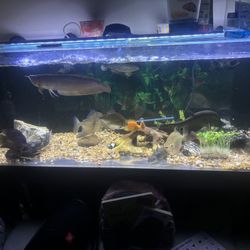 100 Gallon Fish Tank 