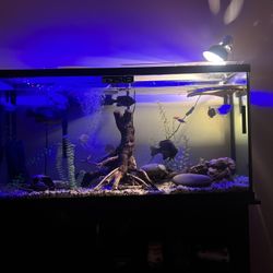 60 Gallon Aquarium And Stand