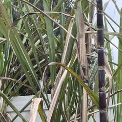 Miel De Abeja Natural 100% En Plant City Fl  Frasco 16 Oz 8 Oz 