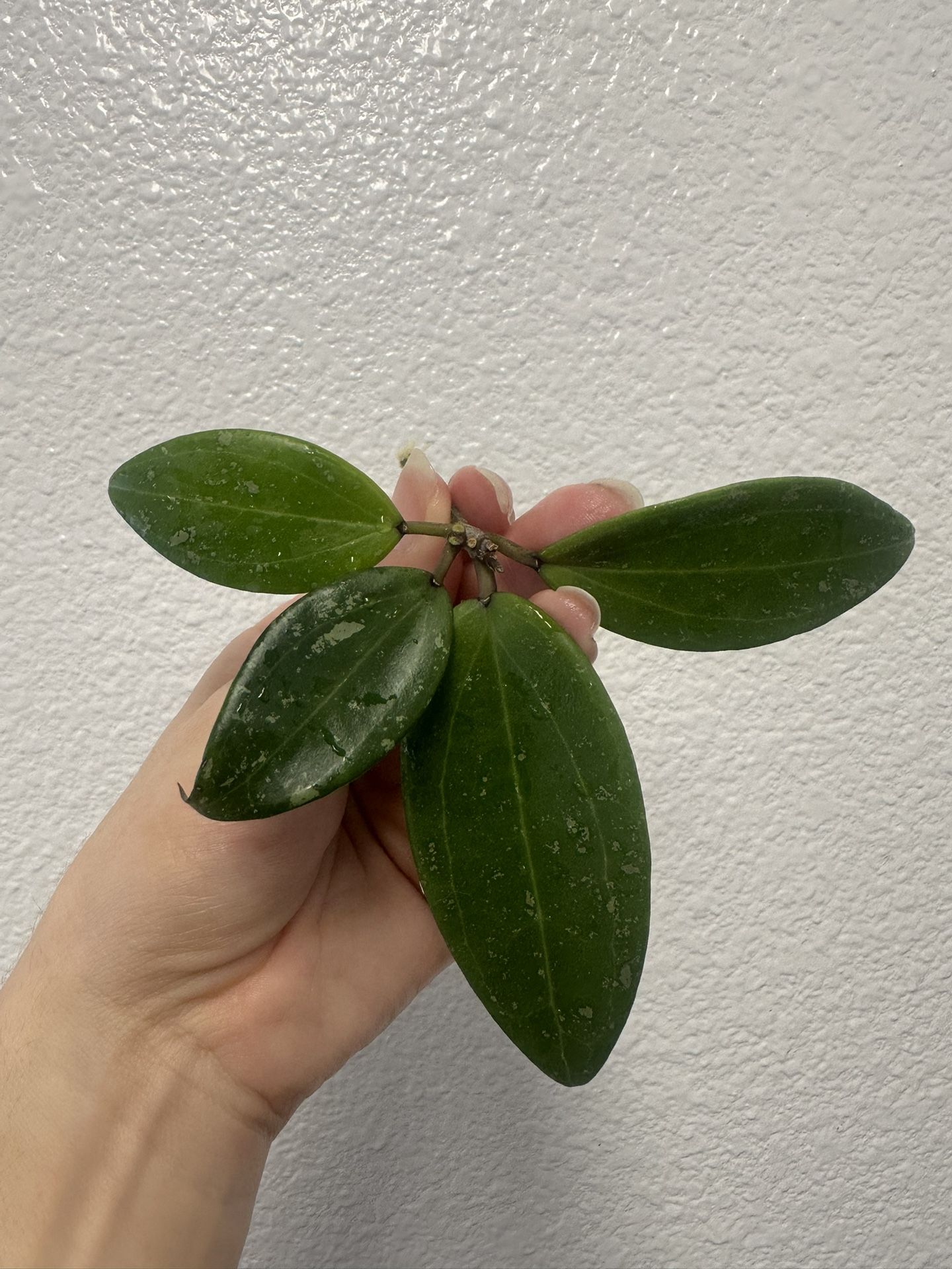 Hoya Verticillata Heart Leaf X Unknown