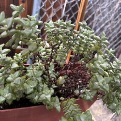 2 Pots Of Succulents 