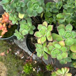 Plant