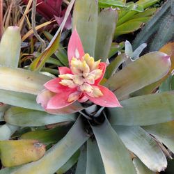 Blooming Bromeliad Landscape Plant 