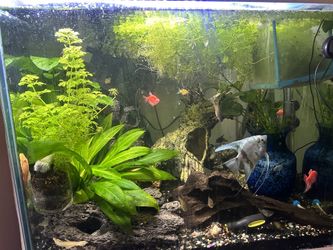 40 Gallon