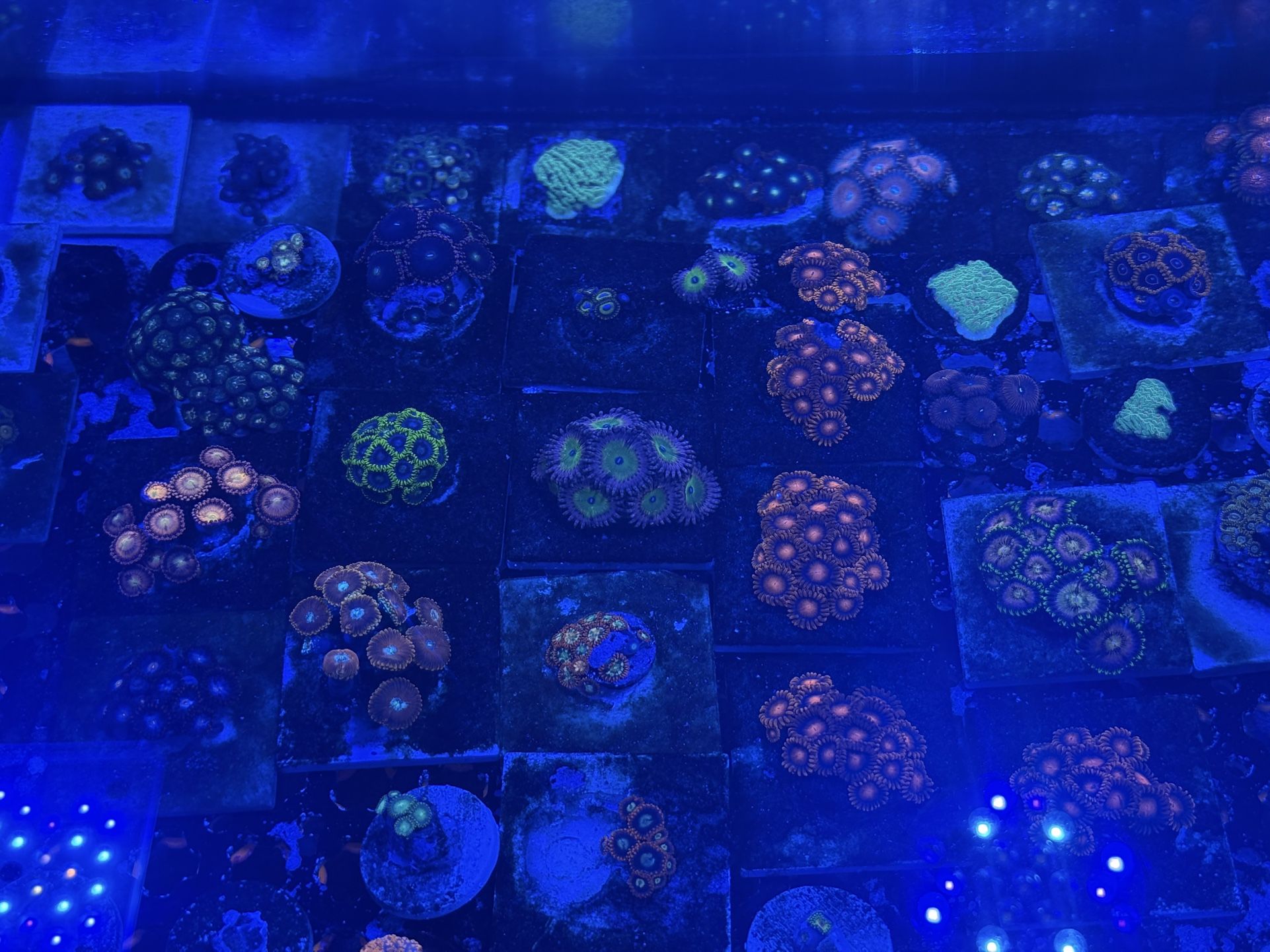 Saltwater Frag Ornaments.
