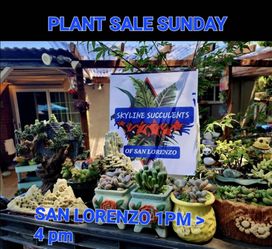 Plant SALE SUNDAY IN SAN LORENZO STARTS AT 1PM