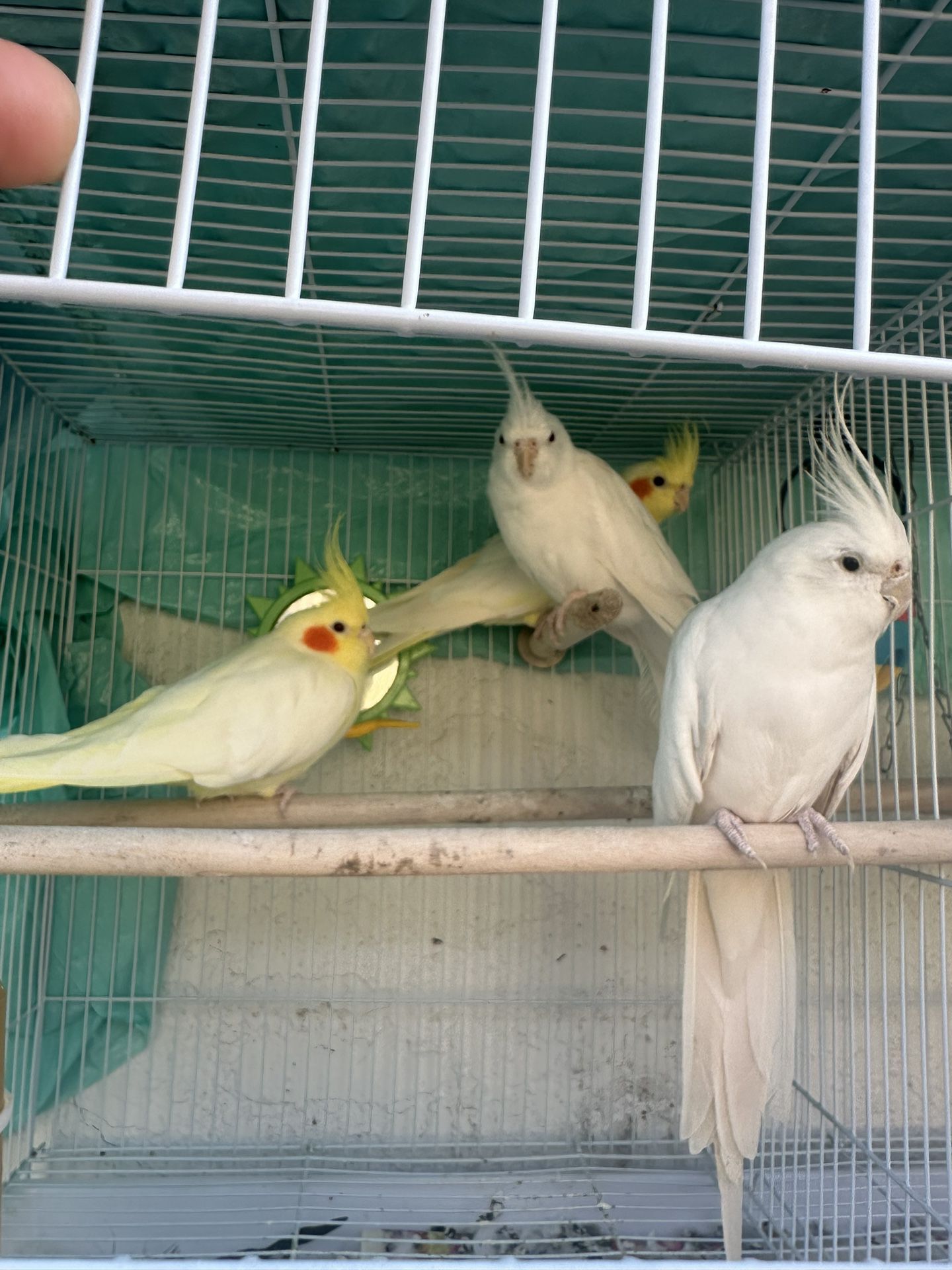 Cage Birds