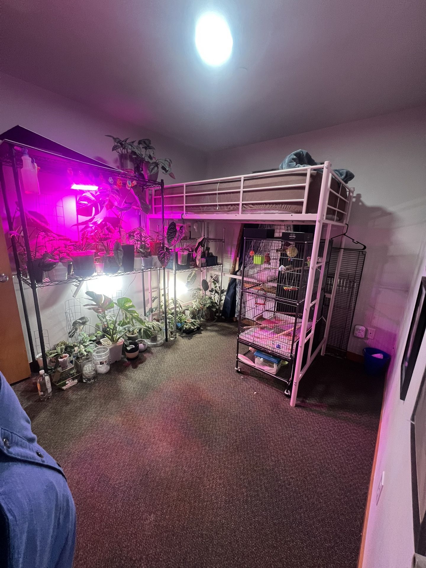 Pink Loft Bed