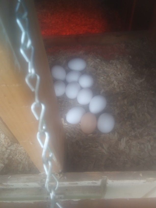 Farm Fresh Organic Chicken Eggs
