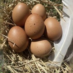 Fresh Chicken Home Eggs For Sale Organic And Hormone Free