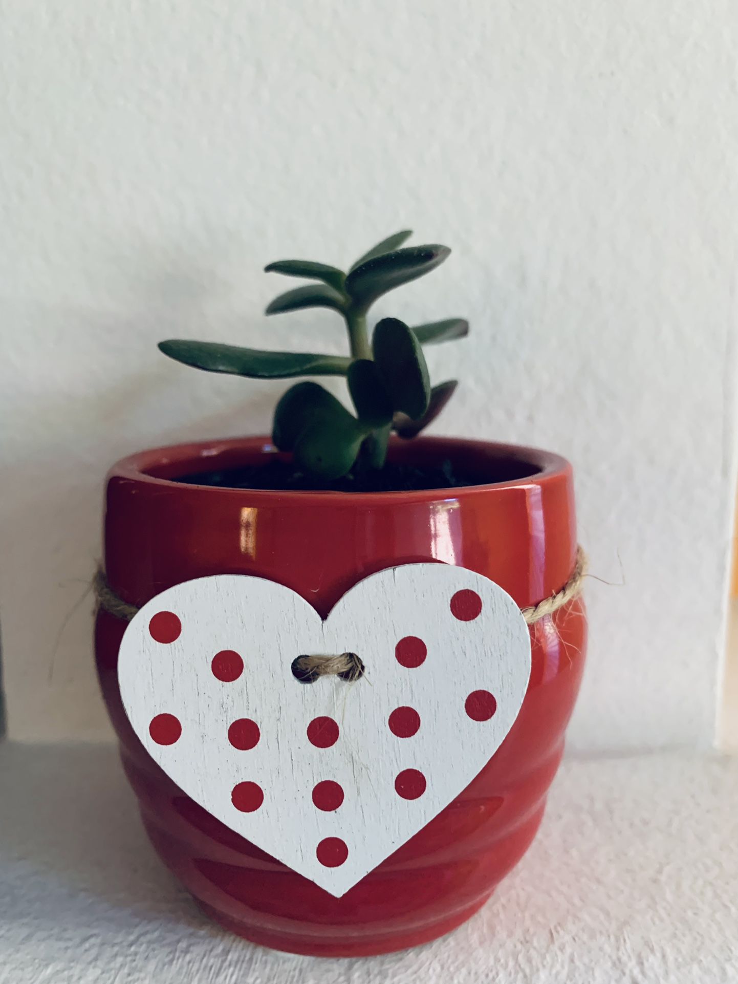 Live indoor Jade (Lucky Plant) in a Ceramic Pot