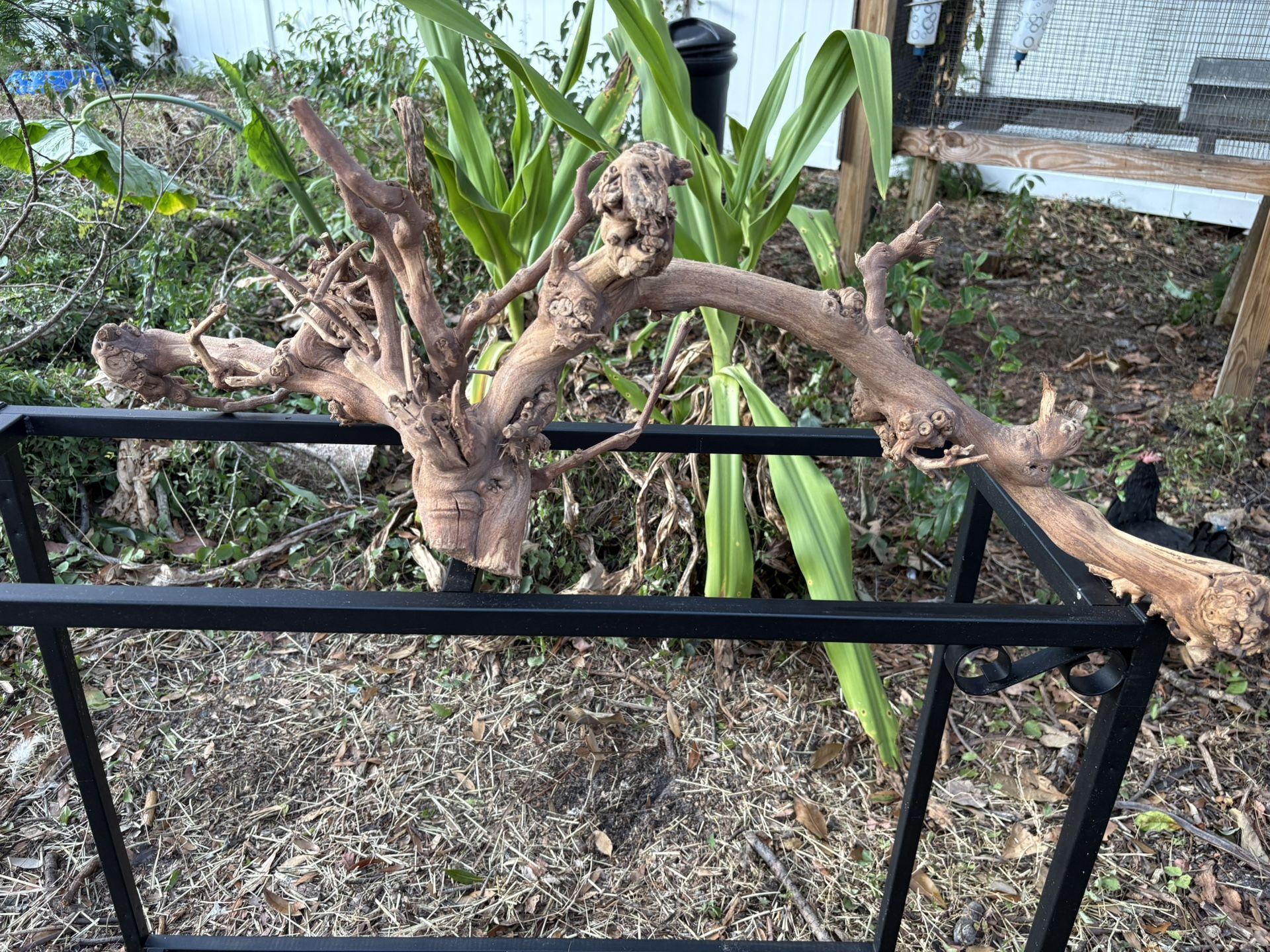 Large piece of driftwood