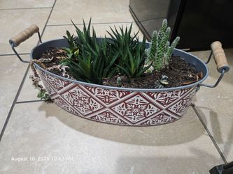 Succulent
