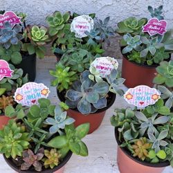 Succulents Arrangements 