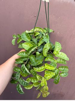 6” hoya Krinkle splash
