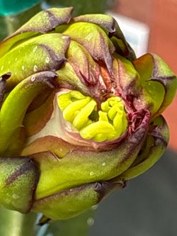 Rainbow dragon fruit starters