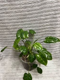 Philodendron Burle Marx Live Plant
