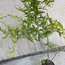 Healthy Pomegranate Fruit Tree Plant 