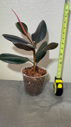 Ficus burgundy rubber plant