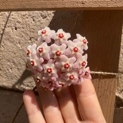 Hoya Carnosa Porcelain Flower Wax Plant Houseplant, Smaller 4”