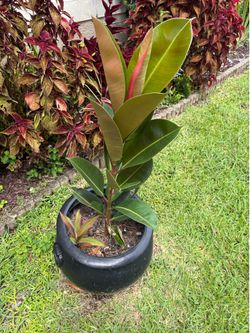 About 3’ tall Rubber tree
