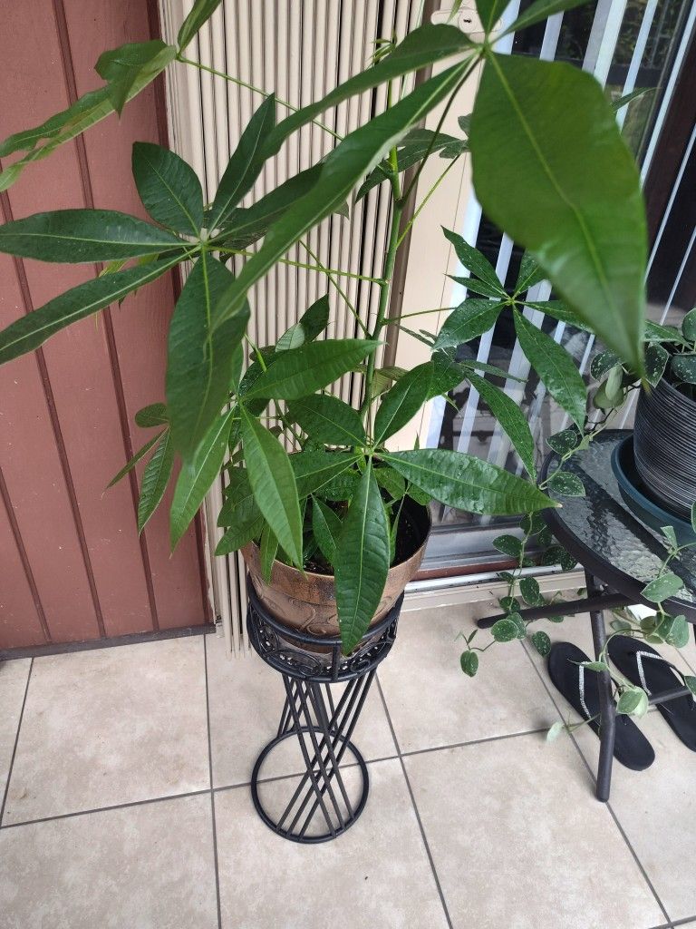 Money Tree Plant With Stand.