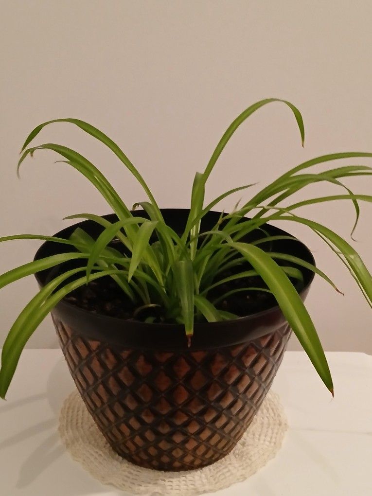 Houseplant In 10" Pot