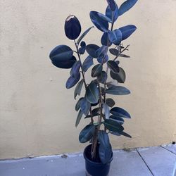 Rubber plant