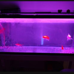 Aquarium Tank 50gallons