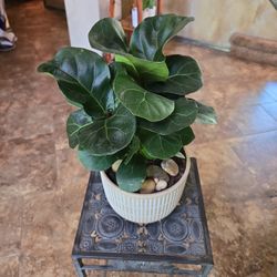 Fiddle Leaf Fig Plant In Ceramic Pot With Stones 