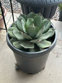Large Artichoke Agave 15gal