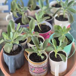 Mother of thousands Kalanchoes $2 and $3 Each Plant
