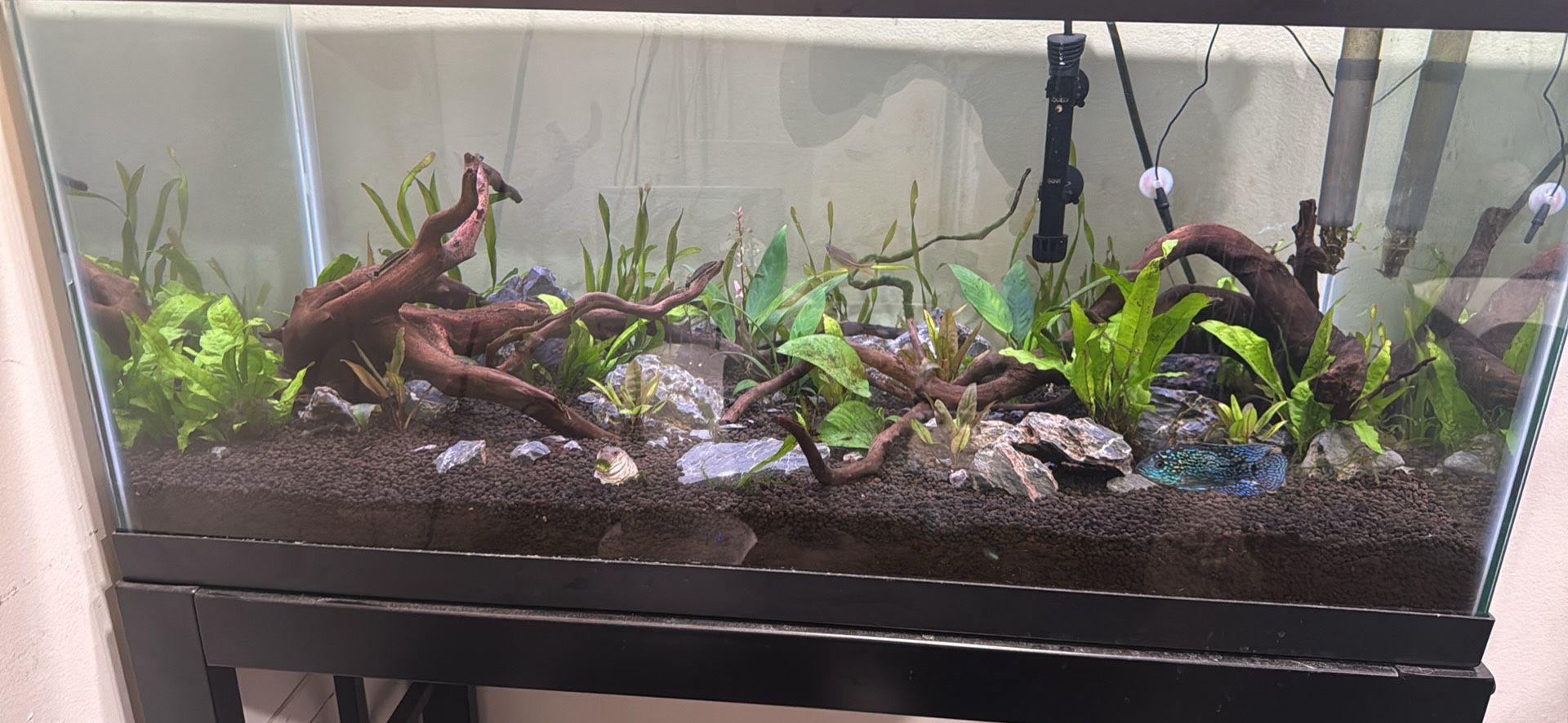 40 Gallon Fish Tank