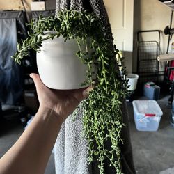 Faux Plant - String Of Pearls And Other