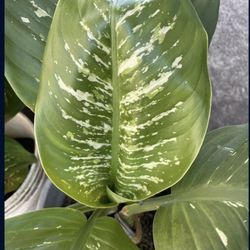 Beautiful Plants For Sale