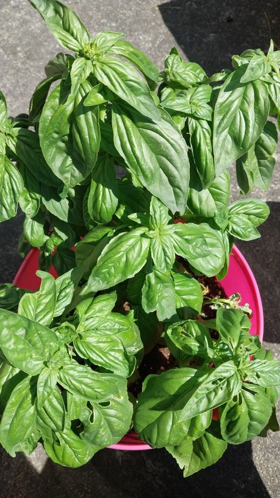 Basil