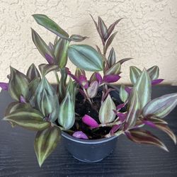 Beautiful Tradescantia Zebrina 🪴 