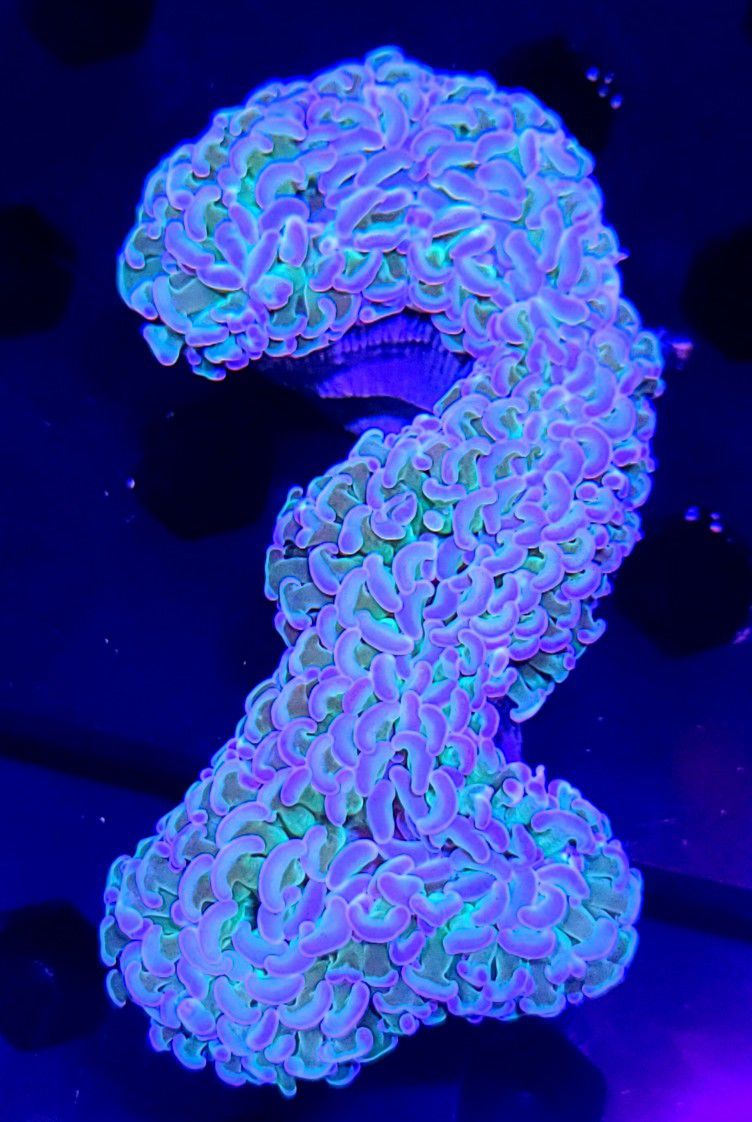 Riddler Hammer Coral 