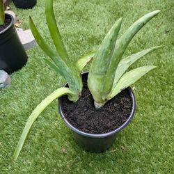 Aloe Plant
