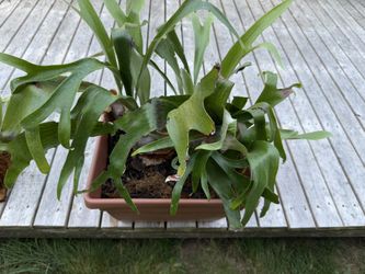 Staghorn Ferns