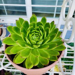 Echeveria Succulent Plant -  Very Easy To Grow 