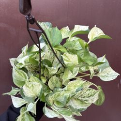 6” manjula pothos