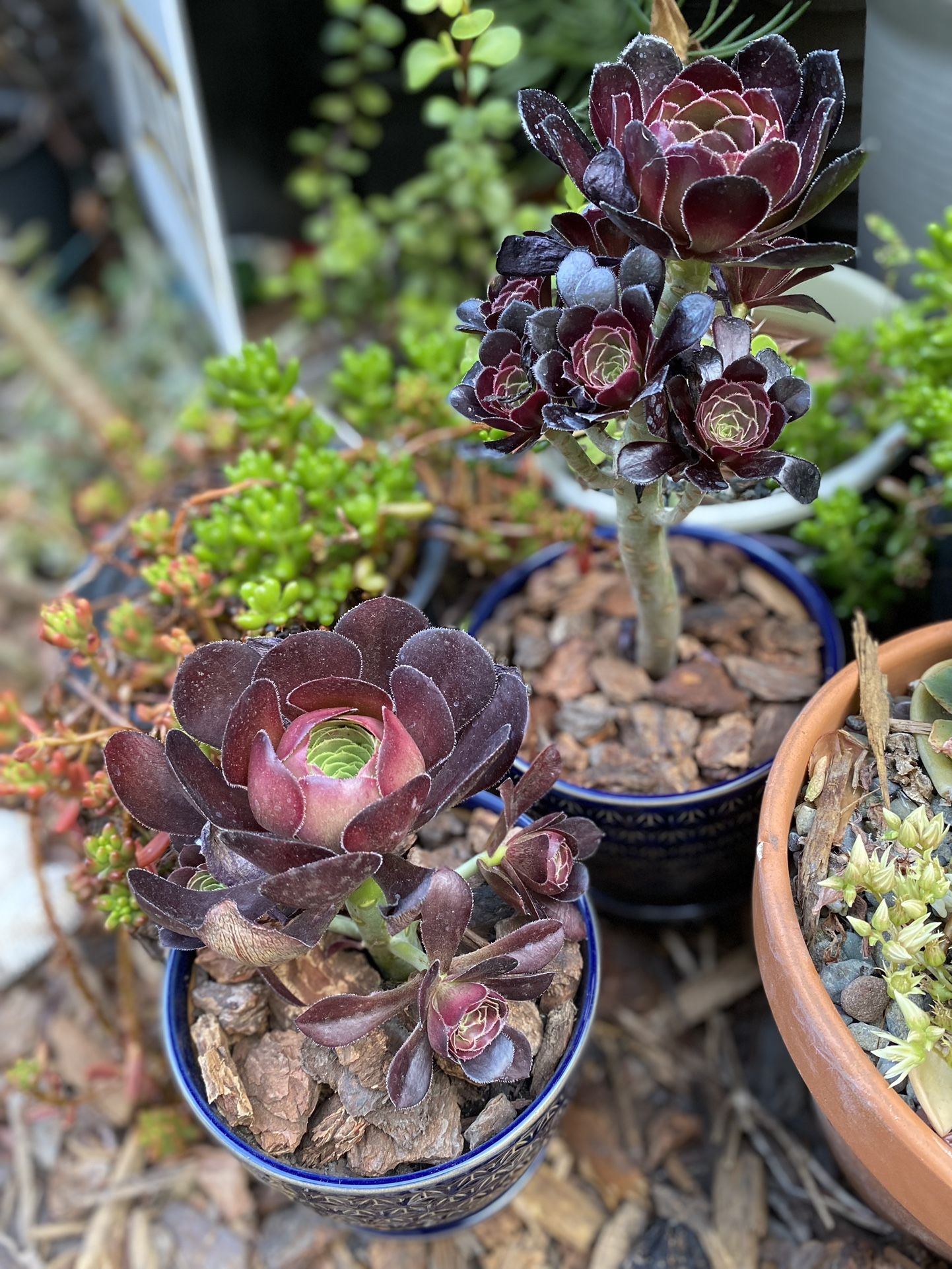 Black Rose Aeonium In 4 Inch Glazed Ceramic Pot