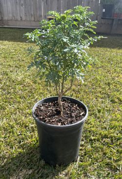 Ruda / Rue (1gal)🪴