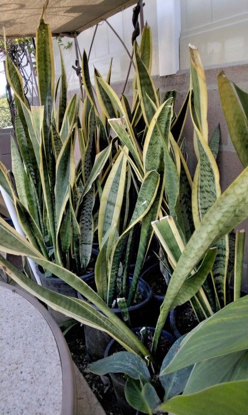 Snake Plants - 2 for $25 - 3ft Tall