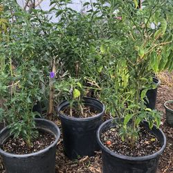 Chiltepin pepper Plants (Organic)
