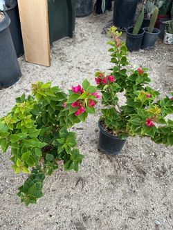 Bugambilia torch plant