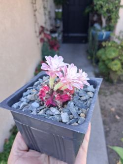 Gymnocalycium Mihanovichii Variegated Cactus $25